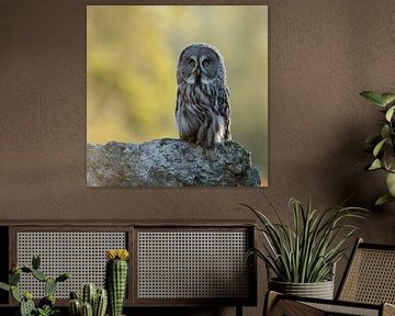 Great Grey Owl * Strix nebulosa * sur wunderbare Erde