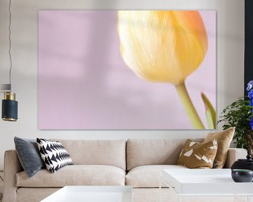 Gele tulp
