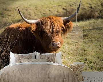 Schotse Hooglander von Wendy Bierings
