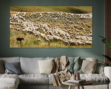 troupeau de moutons dans les Hautes-Alpes