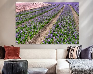 colorful patterns with hyacinths in spring by eric van der eijk