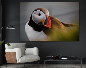 Puffin by Martijn Smeets