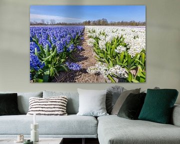 Bloemenveld met blauwe en witte hyacinten in Holland van Ben Schonewille