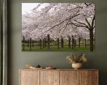 Cherry Blossom Amsterdam by Charlene van Koesveld