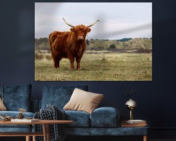 Highland Cattle in the Kennemerduinen (the Netherlands) by Remco Bosshard