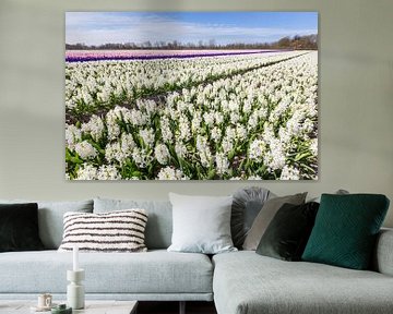 White hyacinths on rows in blooming flower field by Ben Schonewille