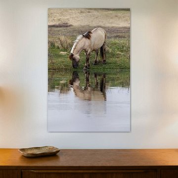 Konikpferd in den Kennemer Dünen 