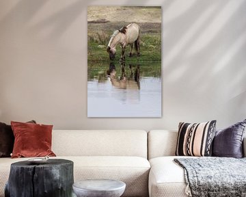 Konikpaard in Kennemerduinen 