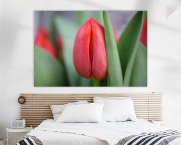 Rode tulp