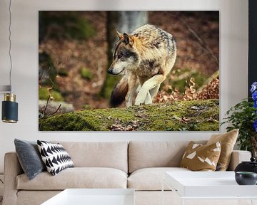 Wolf op een rots van Tobias Luxberg