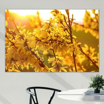 Forsythie im Gegenlicht