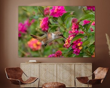 Hummingbird von Eddy Kuipers