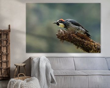 Acorn Woodpecker von Eddy Kuipers