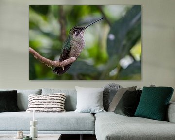 Kolibrie van Eddy Kuipers