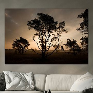 Bomen bij zonsopgang by Monique Struijs