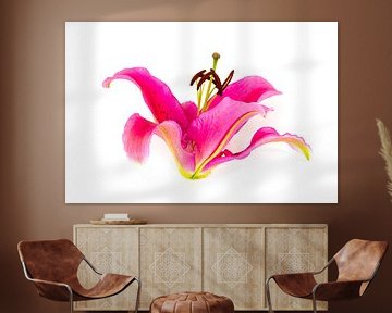 Pink lily flower isolated on white background by Ben Schonewille