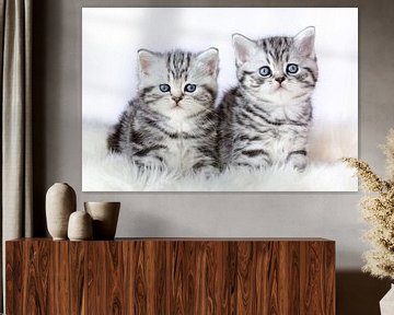 Twee silver tabby kittens op vacht van Ben Schonewille