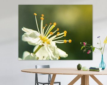 Kirschblüte / Blume / Blütenblätter / Blüte / Gelb / Orange / Weiß / Grün / Warm / Sonnenlicht / Nah von Art By Dominic