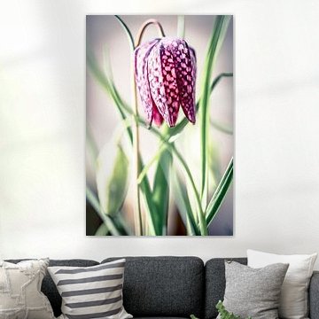 Fritillaria meleagris