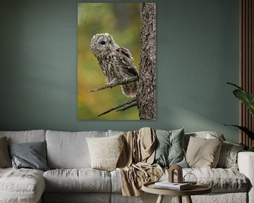 Tawny Owl * Strix aluco * van wunderbare Erde