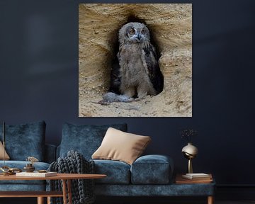 Eagle Owl  * Bubo bubo *,  young chick, wildlife