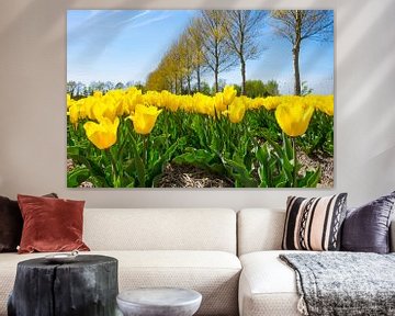 Gele tulpen op in de polder in flevoland  van Sjoerd van der Wal