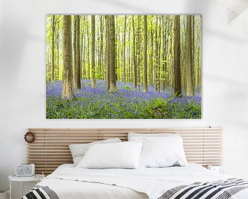 Bluebell fleurs dans une forêt de hêtres pendant une matinée de printemps sur Sjoerd van der Wal Photographie