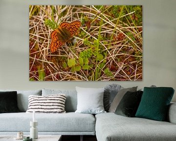 Veenbesparelmoervlinder (Boloria aquilonaris) in Zweden van Margreet Frowijn
