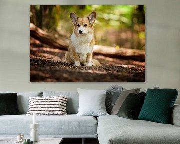 Welsh Corgi Pembroke van Anne-Fleur Eggengoor