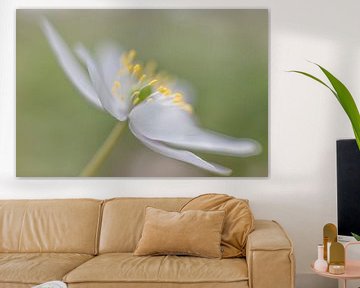 Anemone in the wood by Jacqueline de Groot