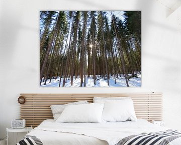 Zon Bos Bomen