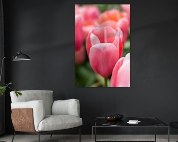 Roze tulpen van Petra Brouwer