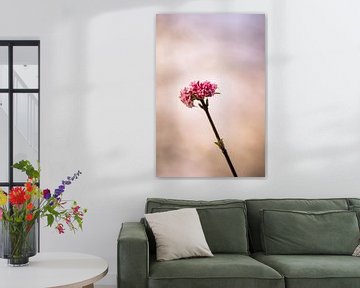 Roze lentebloem van Petra Brouwer