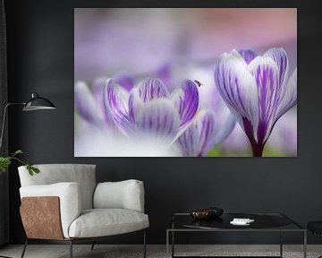 Crocus by Francis Dost