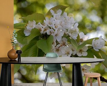 Spring in Holland by Carla Mesken-Dijkhoff