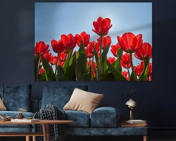 Rode tulpen in tegenlicht van Ad Jekel