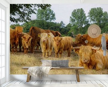 Schotse Hooglanders van Dirk van Egmond