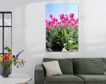 Veld vol met roze tulpen die oplichten in de zon