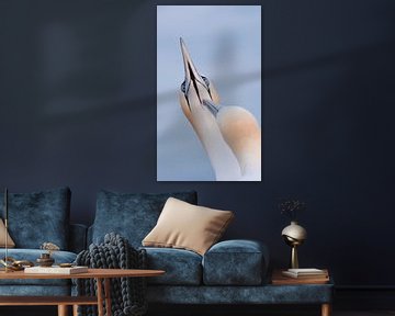 Triptych Gannets by Francis Dost