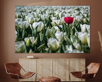 De eigenzinnige tulp (Holland) van ErikJan Braakman