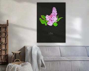Lilac van Leopold Brix