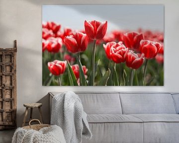 Red with White Tulips