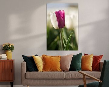Two-tone Tulip sur Charlene van Koesveld