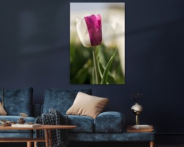 Zweifarbige Tulpe von Charlene van Koesveld