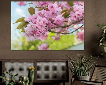 Arbre à fleurs  sur Vera  Vink