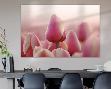 De Roze Tulp sur Peter Abbes