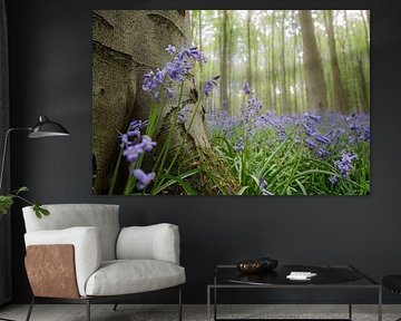 forest in bloom