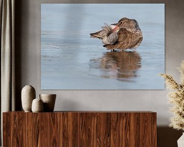 Common Redshank (Tringa totanus) preening  by Beschermingswerk voor aan uw muur