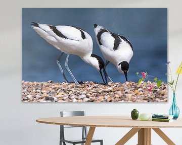 Pair of Pied Avocets (Recurvirostra avosetta) by Beschermingswerk voor aan uw muur