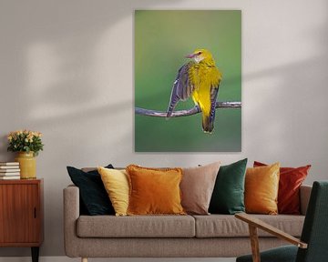 Female Golden Oriole (Oriolus oriolus) by Beschermingswerk voor aan uw muur